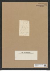 Rhizosolenia hastata Grun. (de-Toni-Nr.: Genus 114, Species 3298) Zeichnungen Sammlung Grunow Nr. 6681 (NHMW-BOT-W0375477)